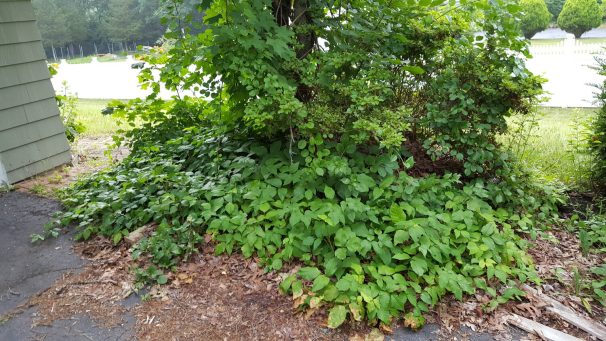 Handle Poison Ivy Near Your Garden or Vegetable Beds